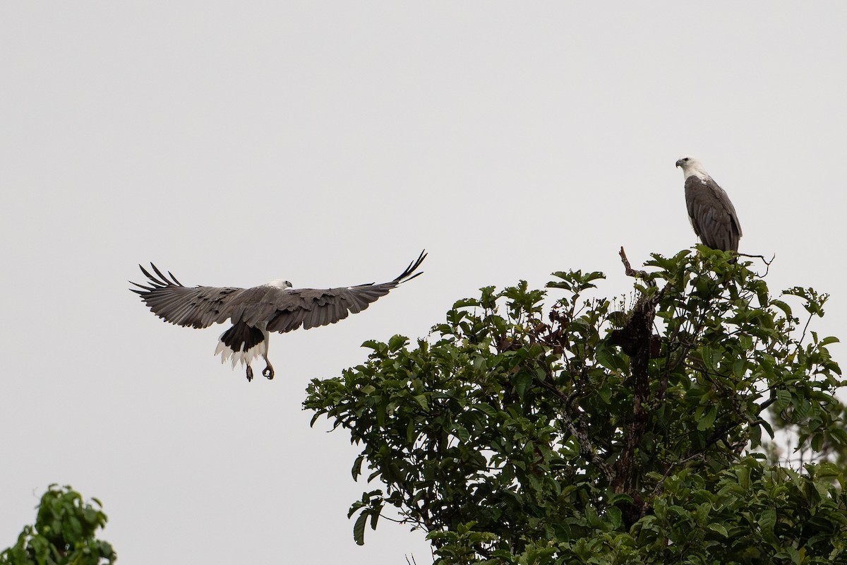 orel bělobřichý - ML647111723