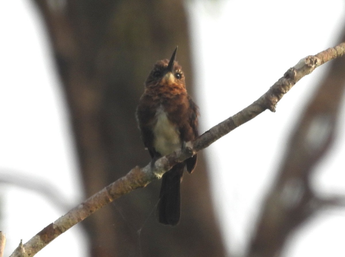 Brown Jacamar (Black-billed) - ML647111730