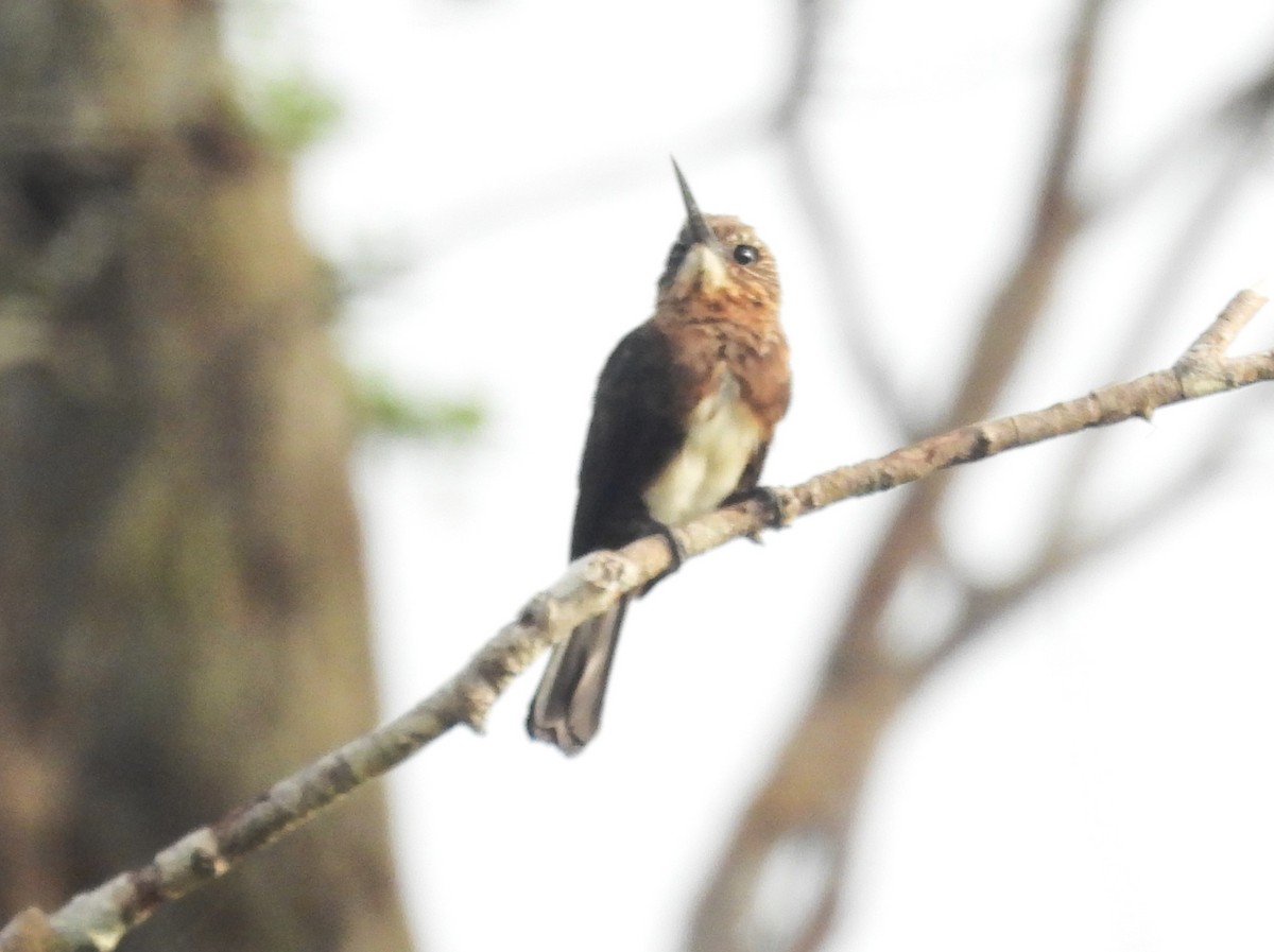 Brown Jacamar (Black-billed) - ML647111731