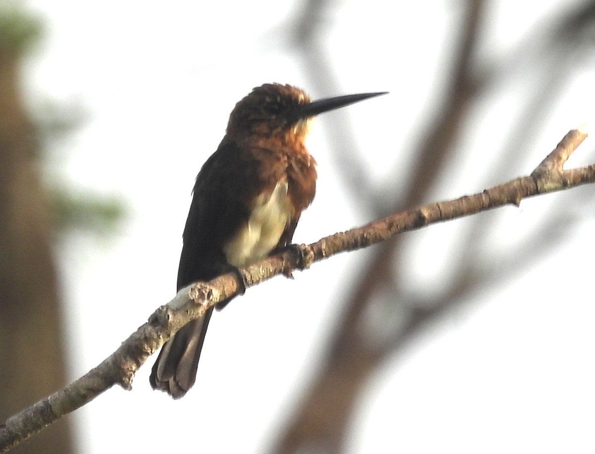 Brown Jacamar (Black-billed) - ML647111732