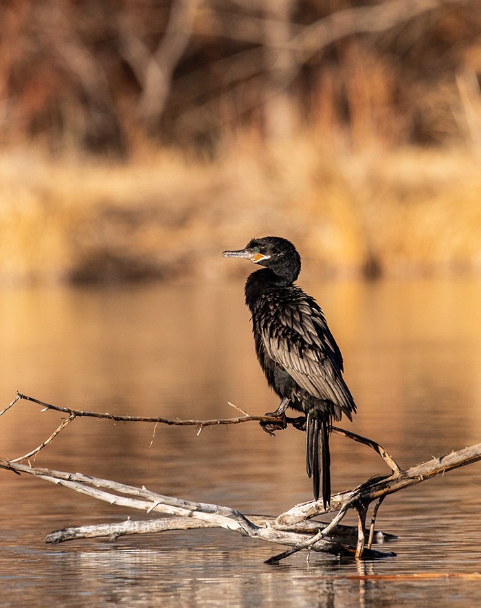 Neotropic Cormorant - ML647111733