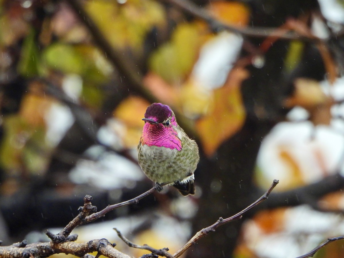 Anna's Hummingbird - ML647111735