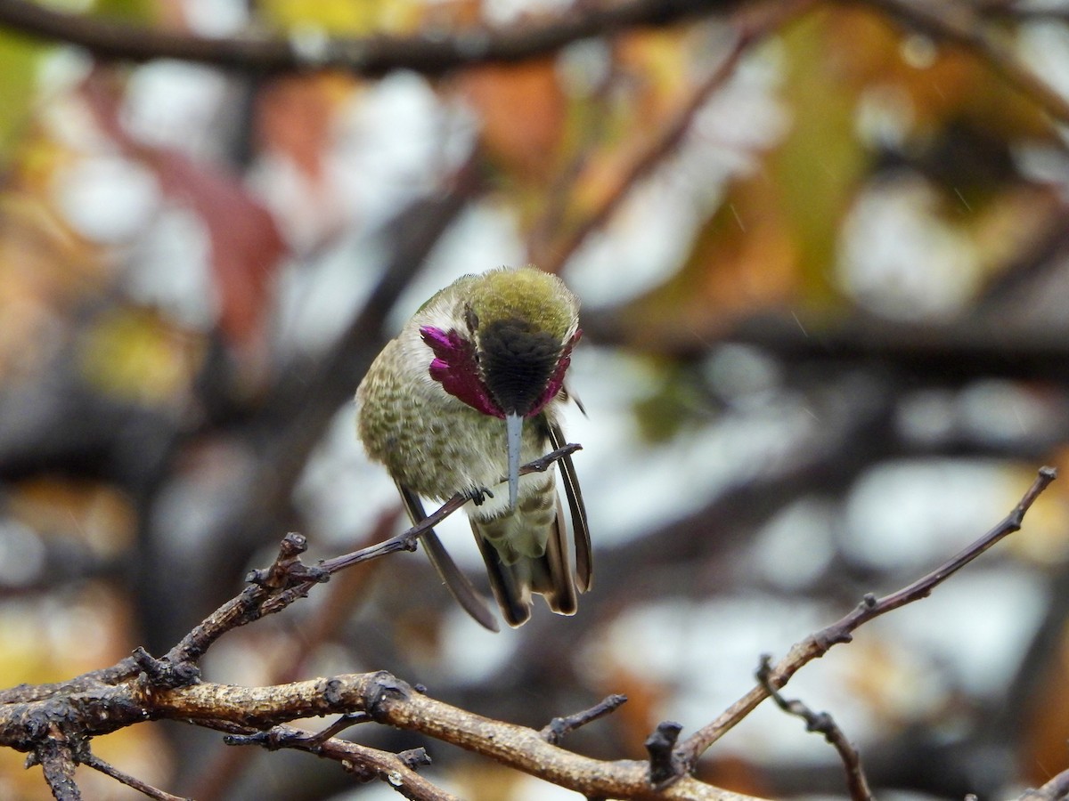 Anna's Hummingbird - ML647111739