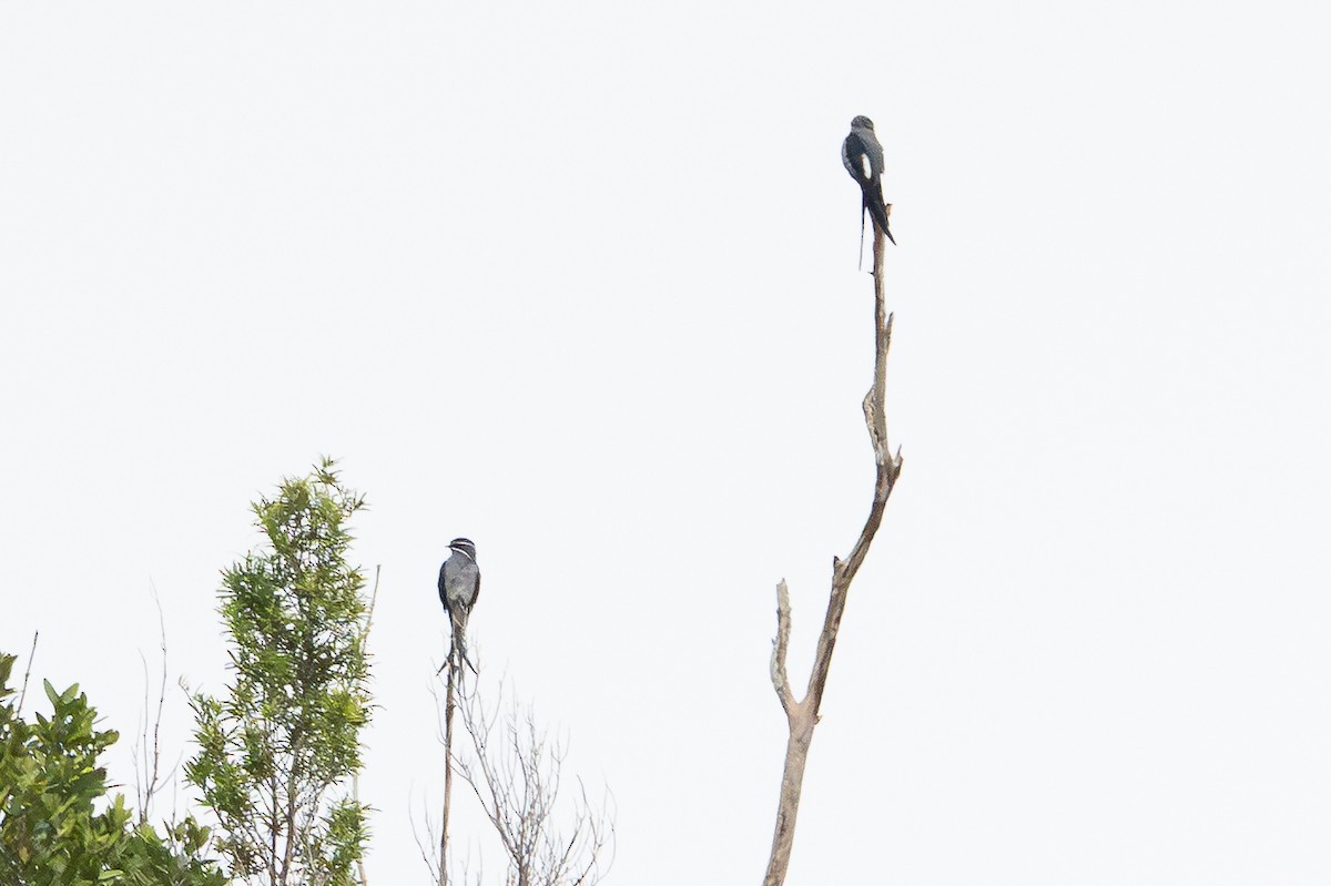 Bıyıklı Ağaç Ebabili - ML647111740