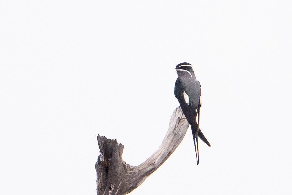 Bıyıklı Ağaç Ebabili - ML647111741