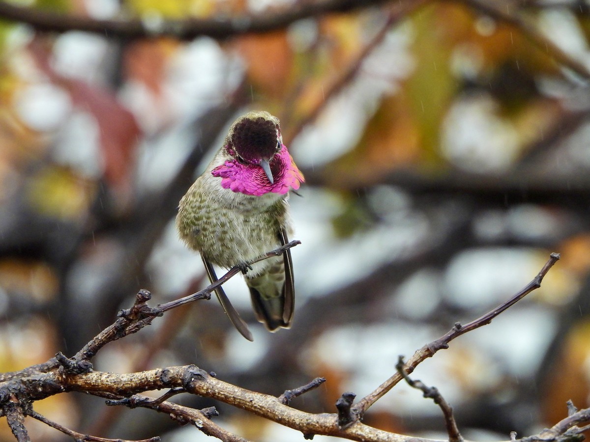 Anna's Hummingbird - ML647111742