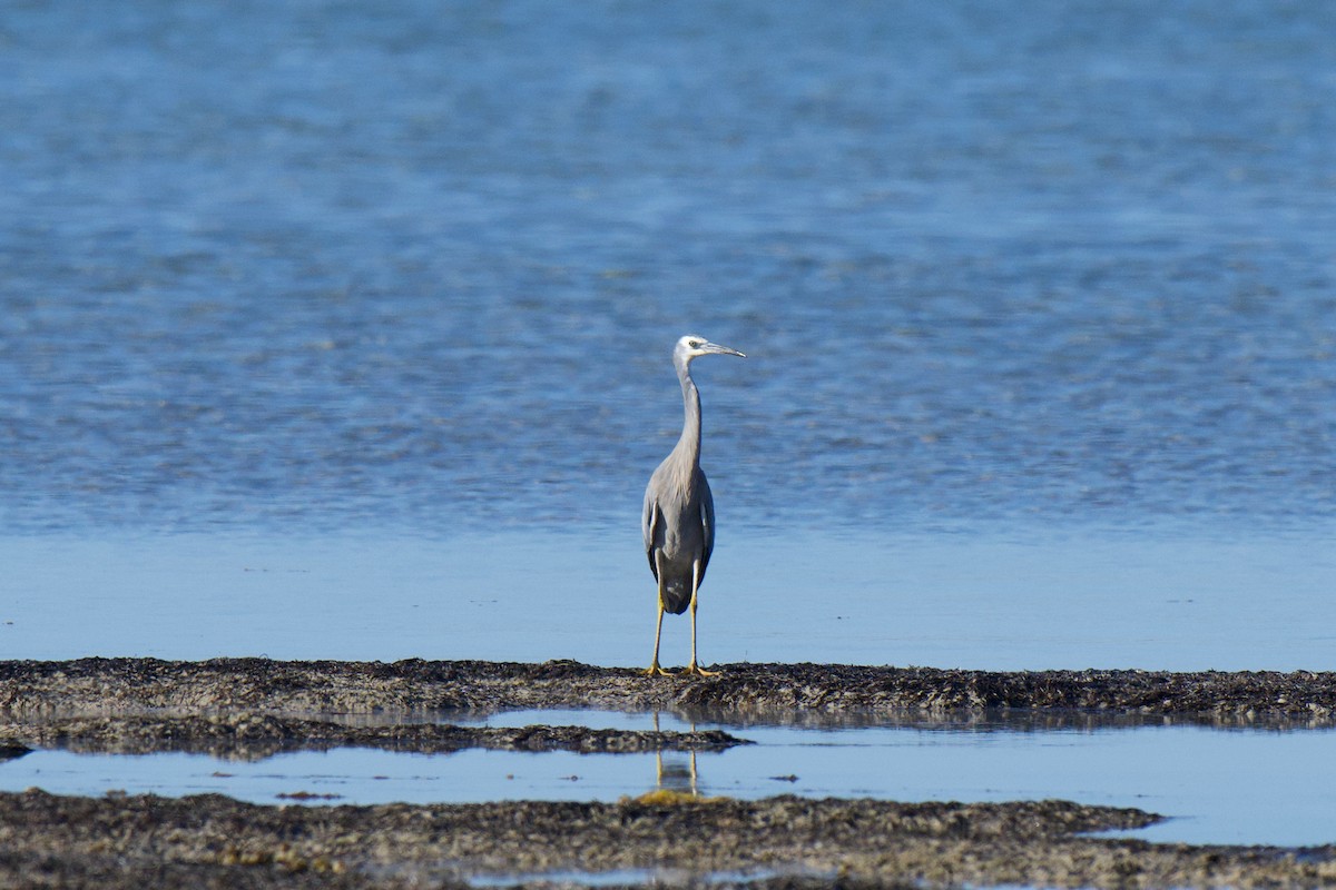White-faced Heron - ML647111744