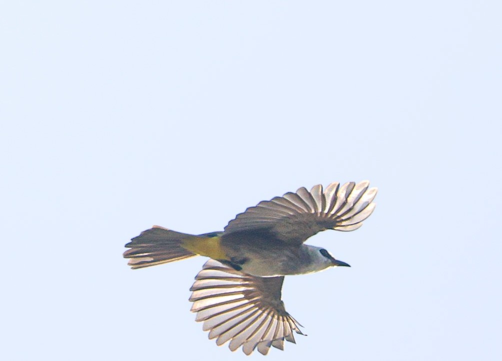 Бюльбюль широкобровий - ML647111745