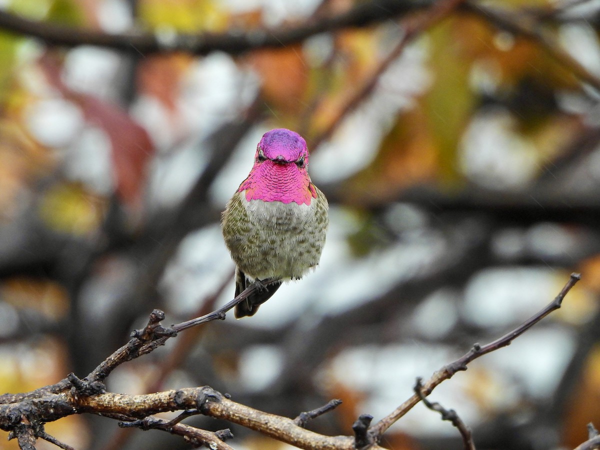 Anna's Hummingbird - ML647111746
