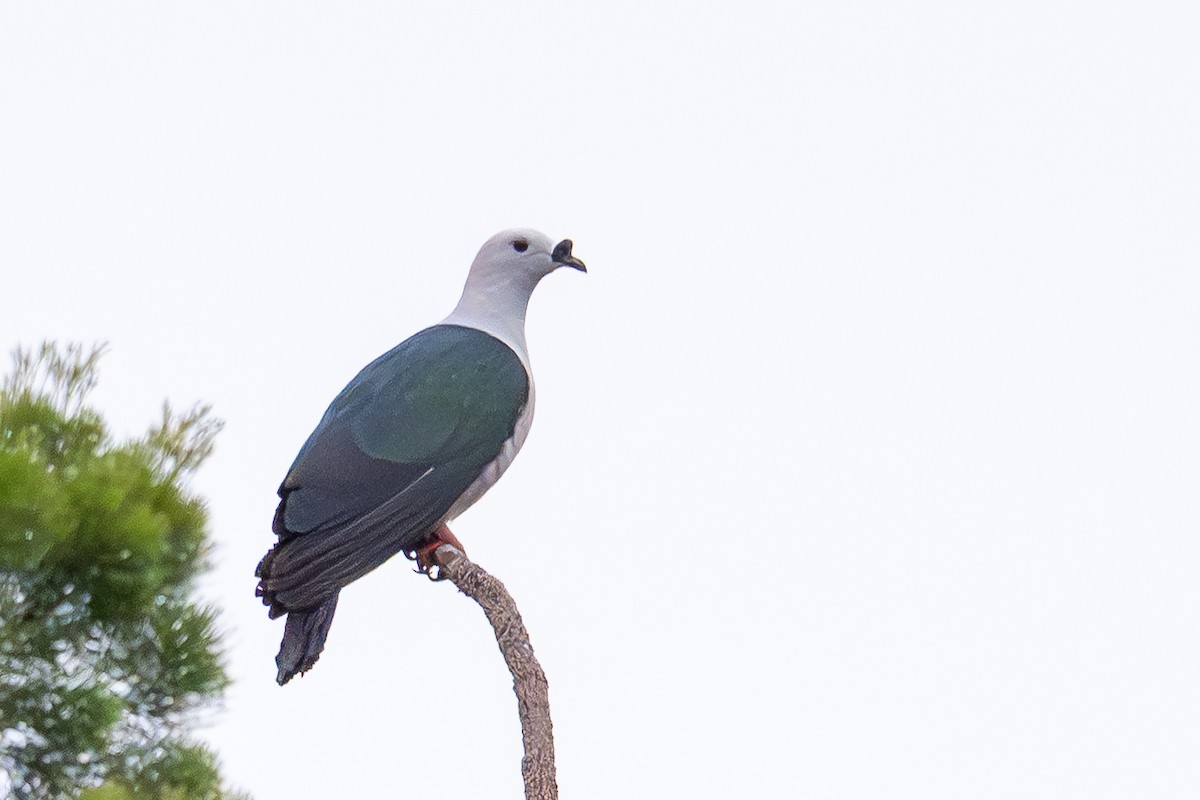 Пінон смарагдовий - ML647111770