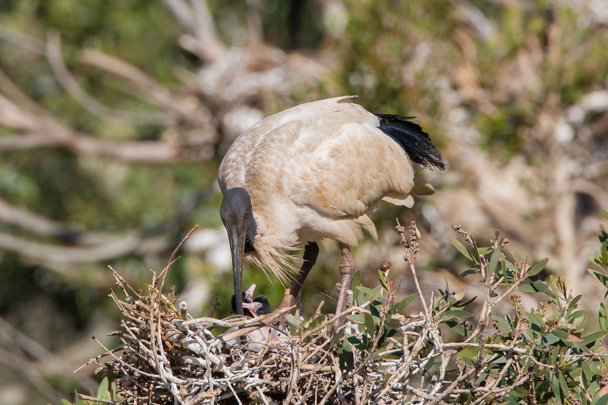 Australian Ibis - ML647111781