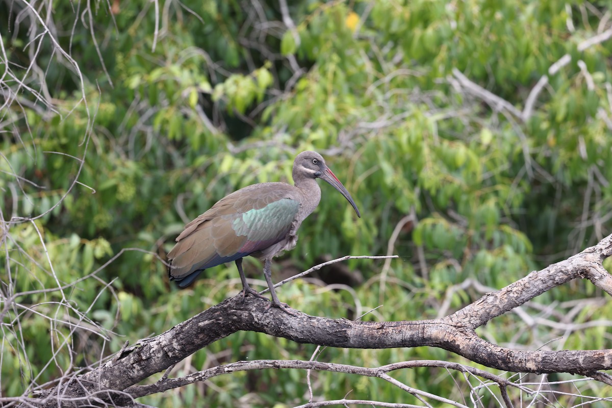 Hadada Ibis - ML647111782