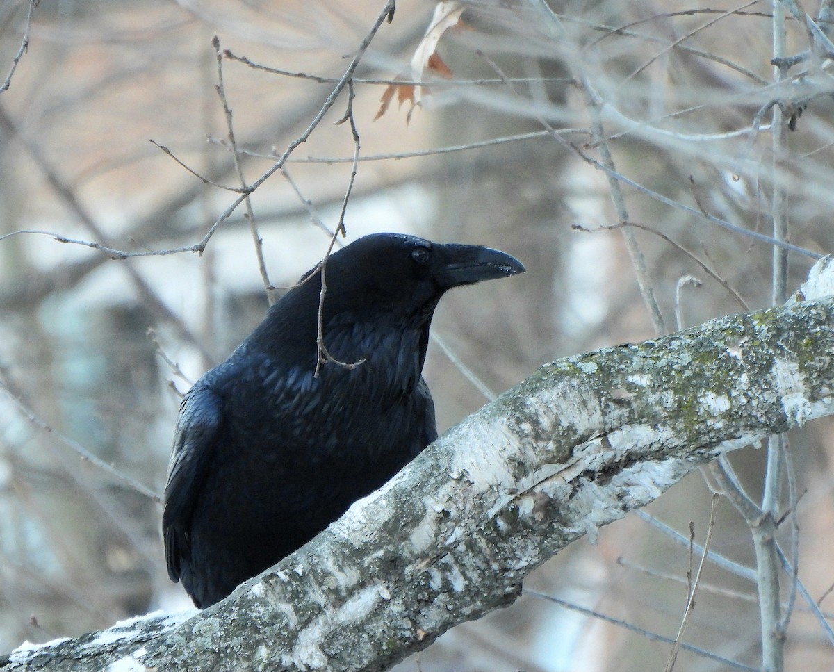 Cuervo Grande - ML647111785