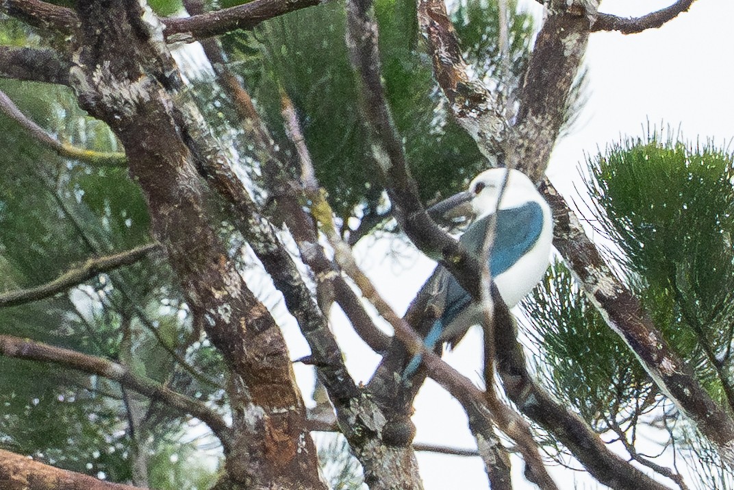 Beach Kingfisher (Beach) - ML647111787