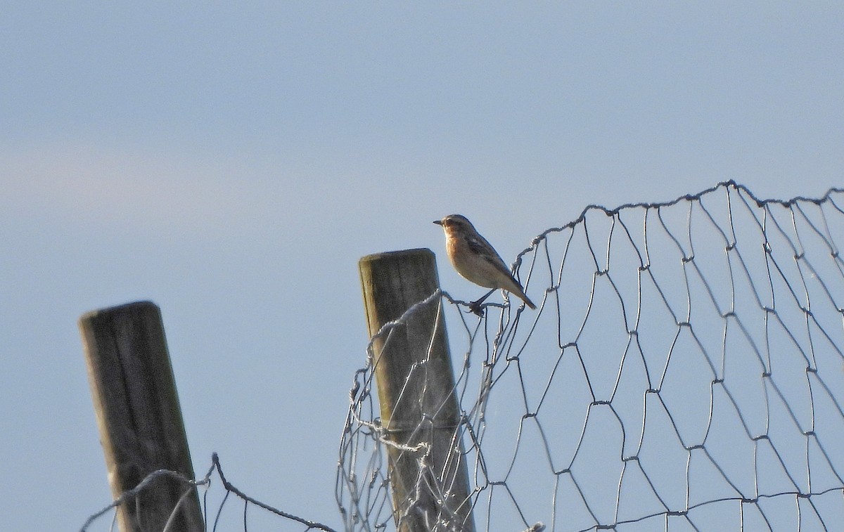 Whinchat - ML647111788