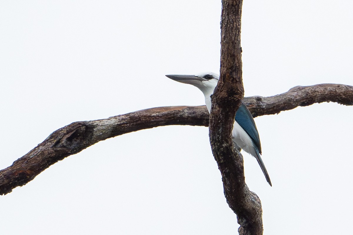 Beach Kingfisher (Beach) - ML647111789