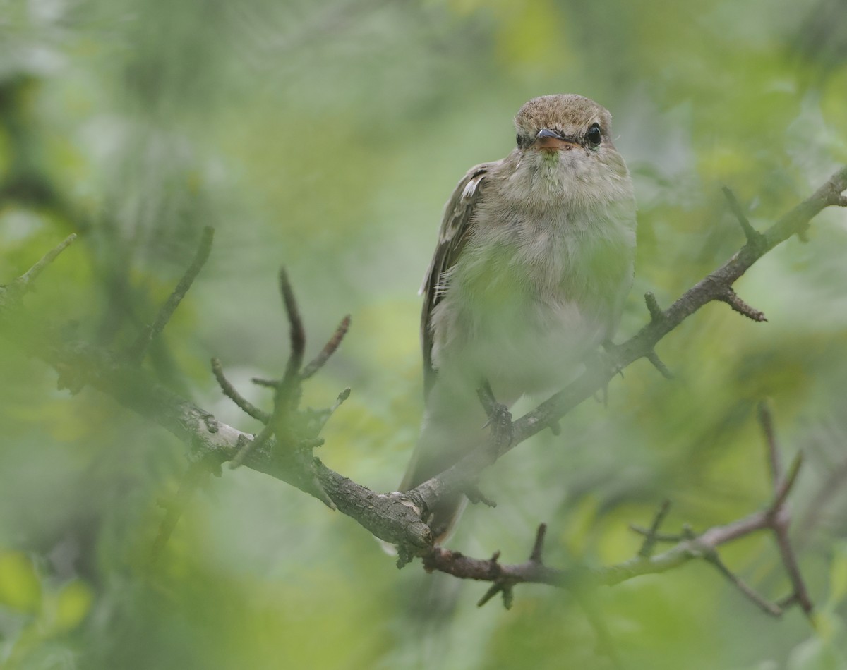 Gambaga Flycatcher - ML647111794