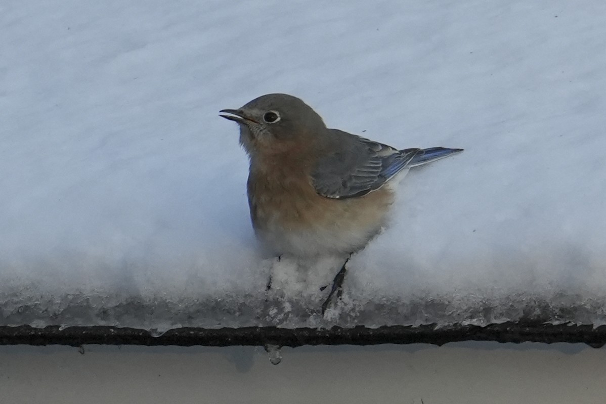 Eastern Bluebird - ML647111796