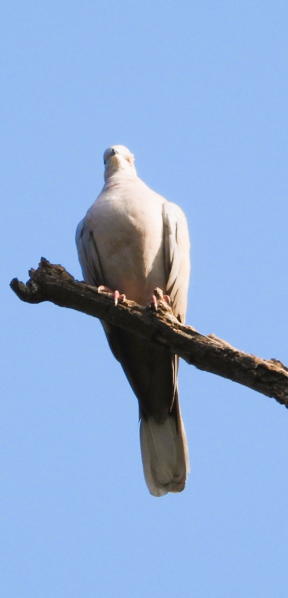 Eurasian Collared-Dove - ML647111797