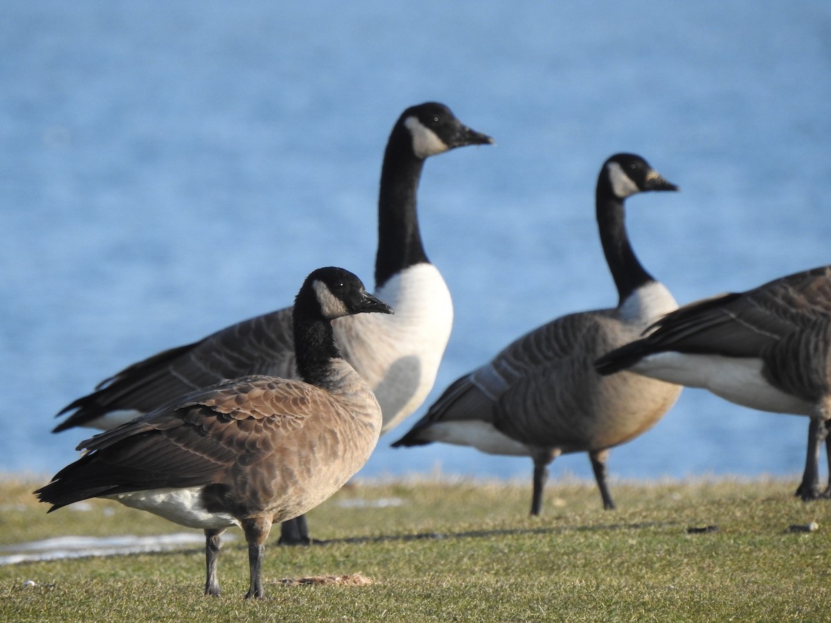 goose sp. - ML647111798