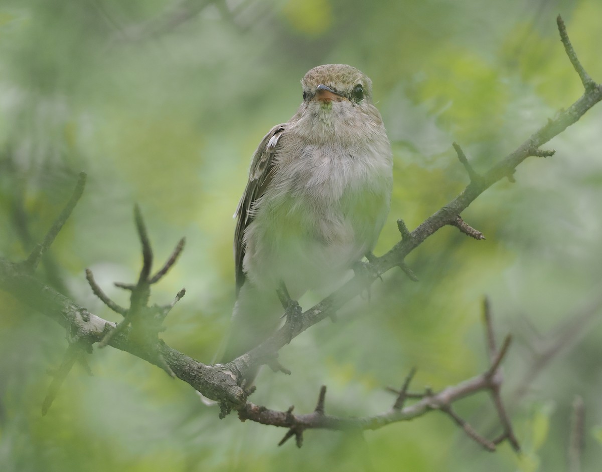 Gambaga Flycatcher - ML647111799