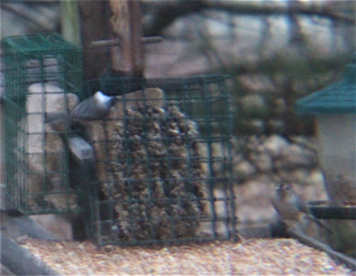 Tufted Titmouse - ML647111800