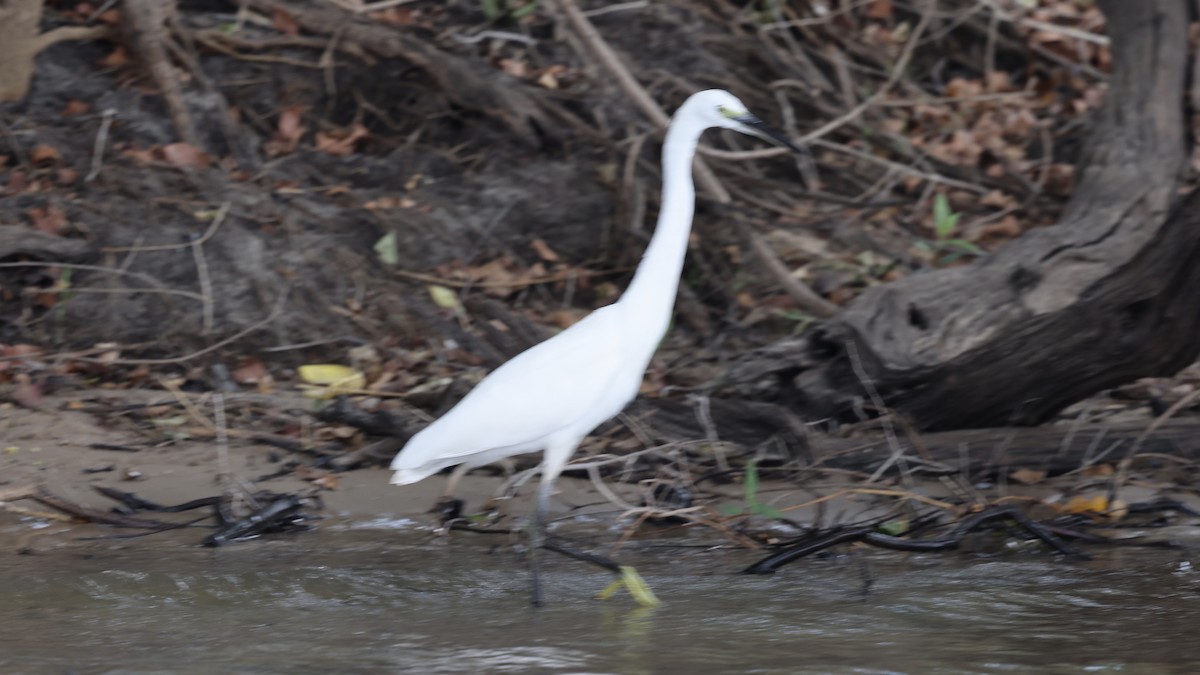 Little Egret (Western) - ML647111801