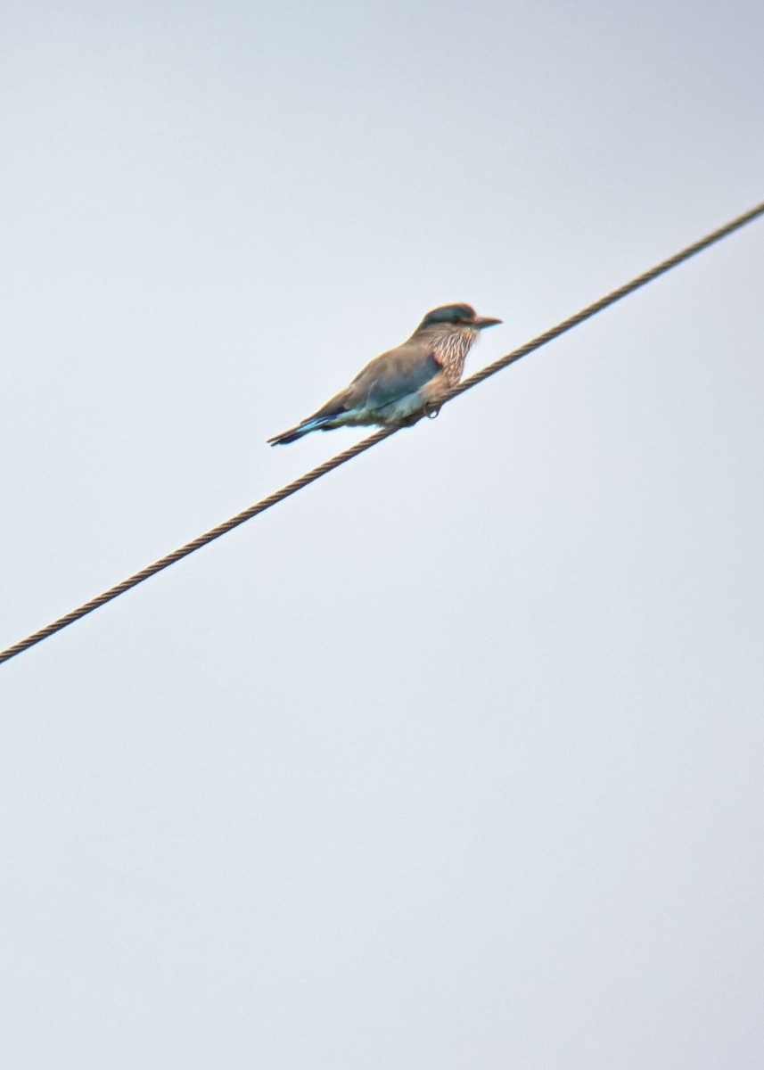 Indian Roller - ML647111804