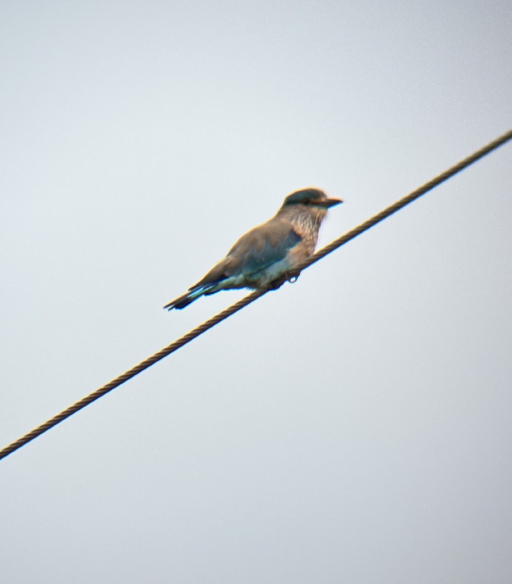 Indian Roller - ML647111806