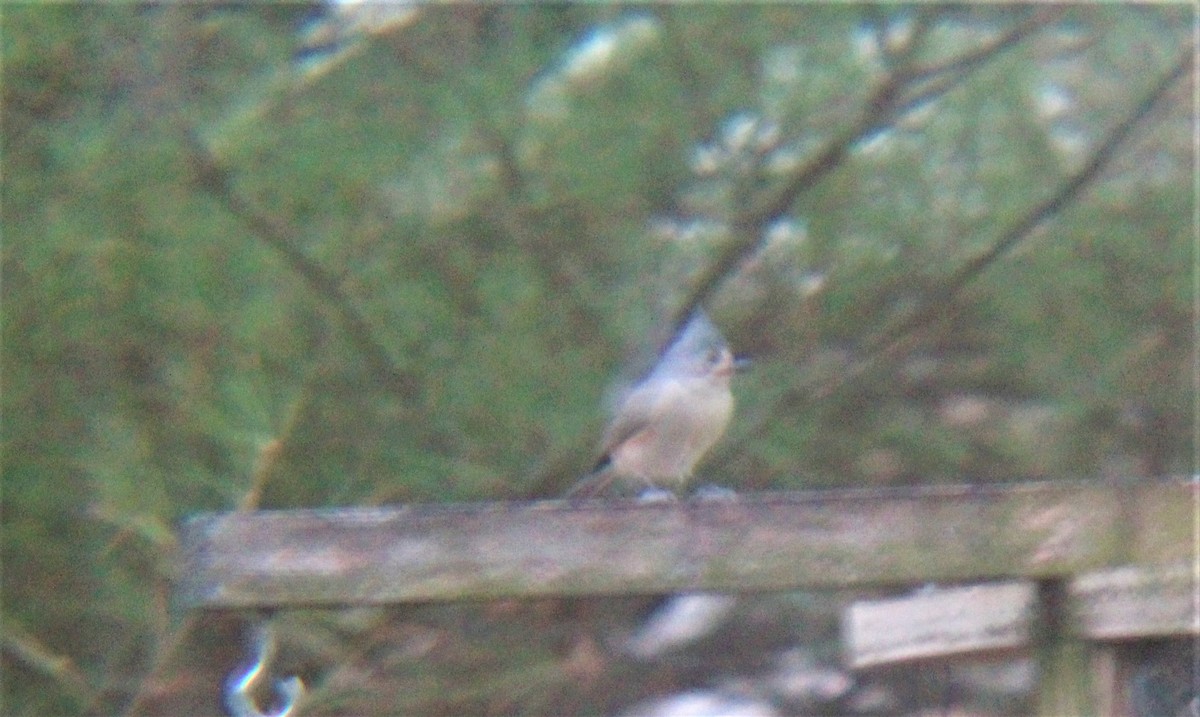Tufted Titmouse - ML647111809