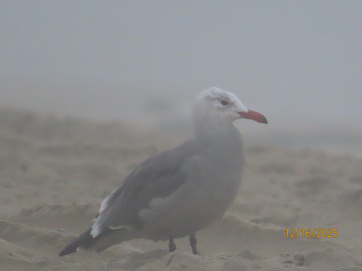 Heermann's Gull - ML647111810