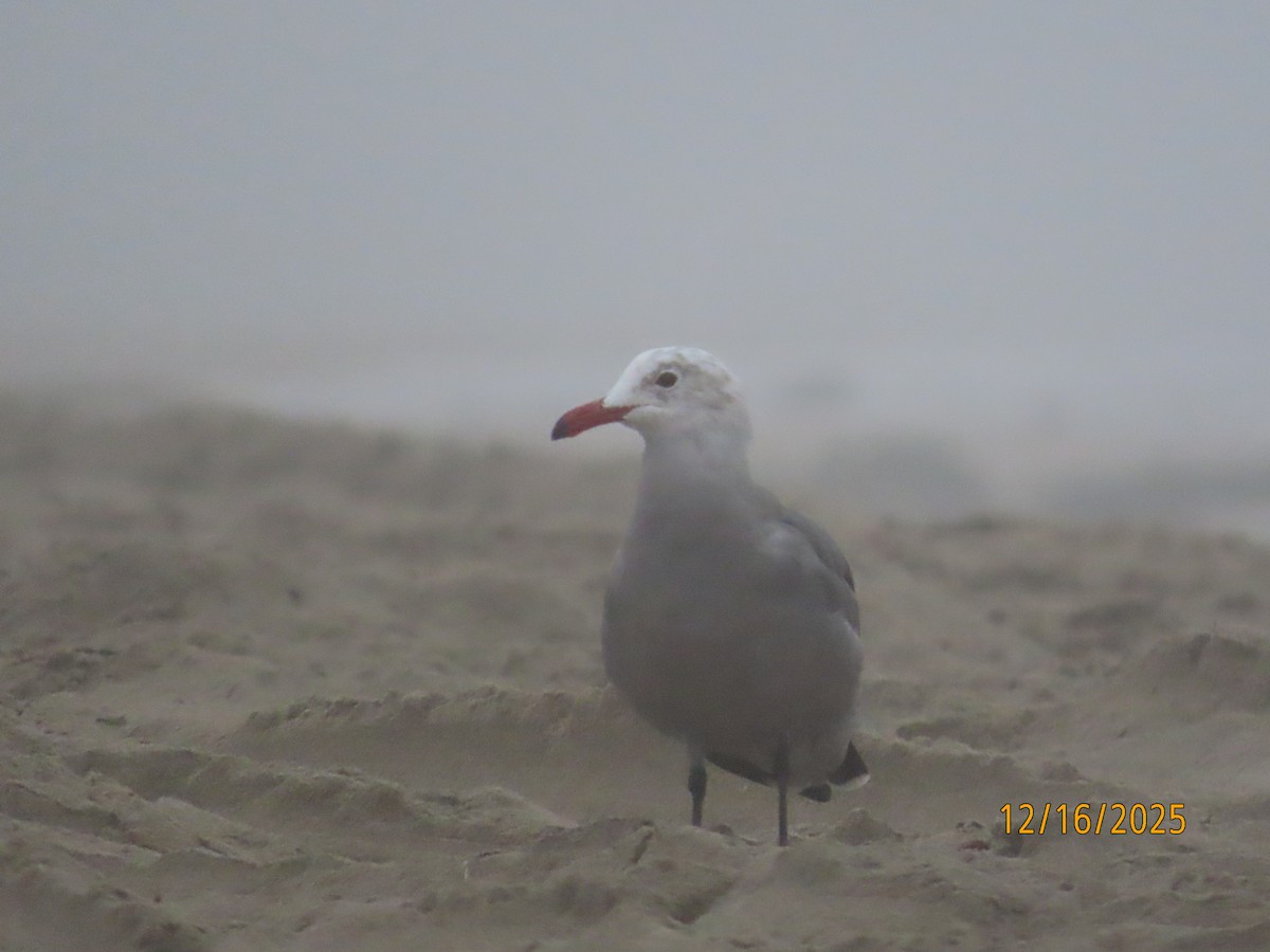 Heermann's Gull - ML647111811