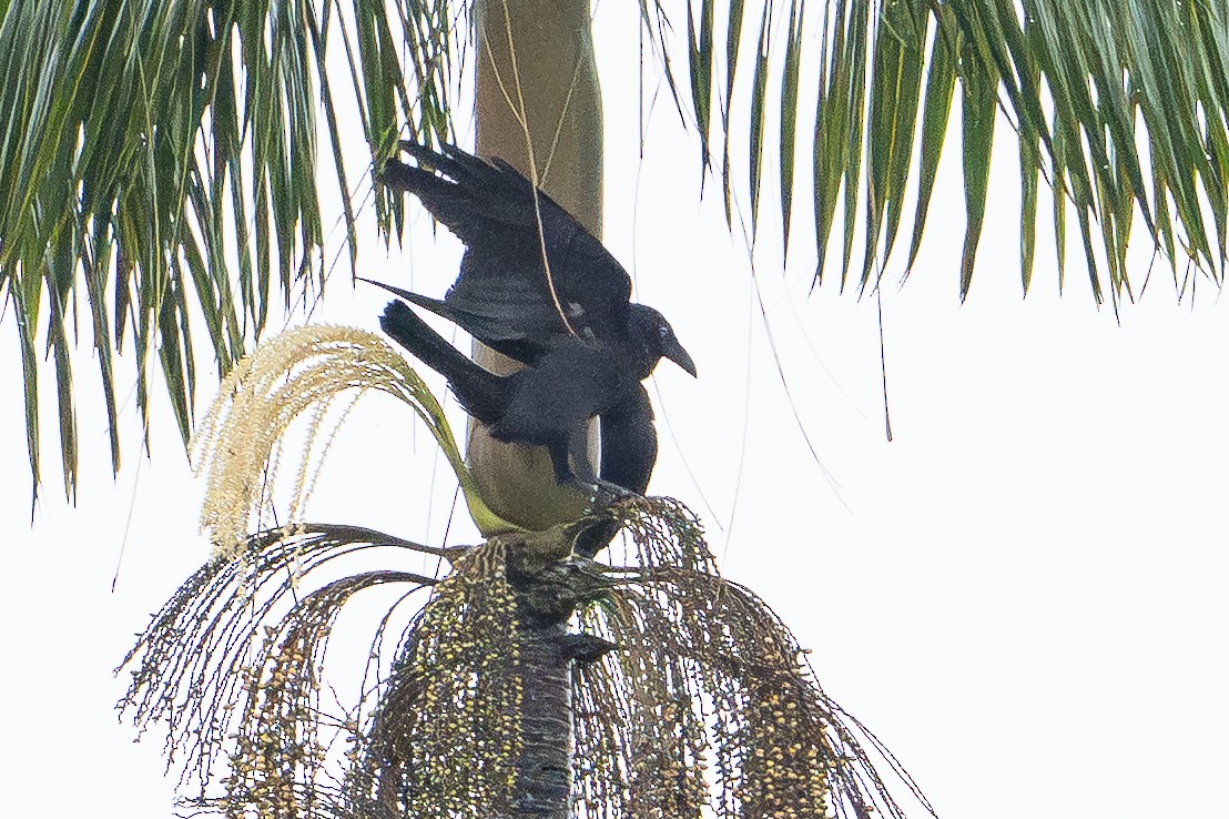 Torresian Crow - ML647111812