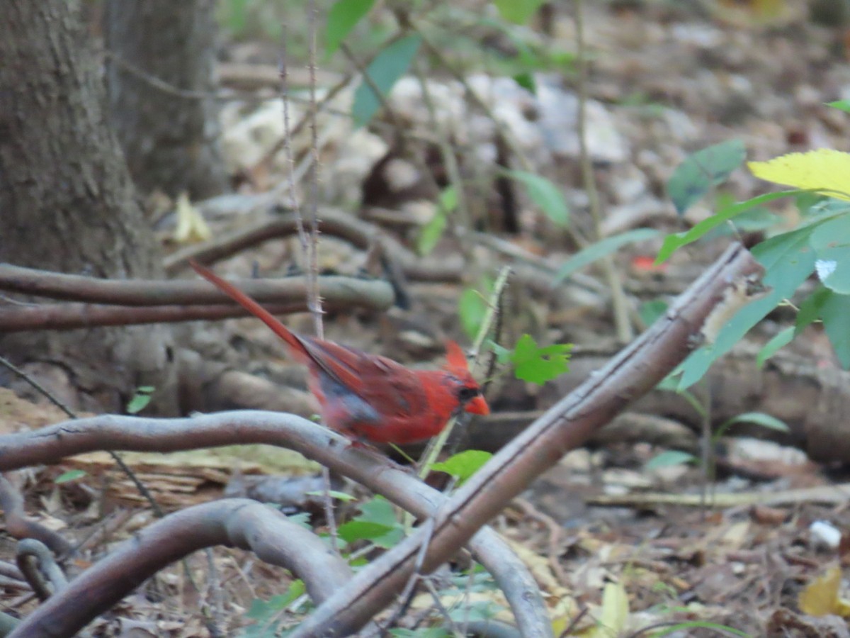 Northern Cardinal - ML647111815