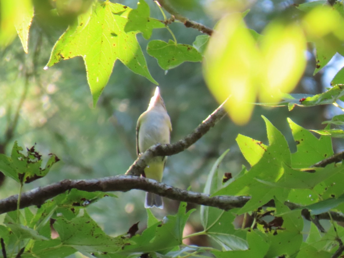 Red-eyed Vireo - ML647111818