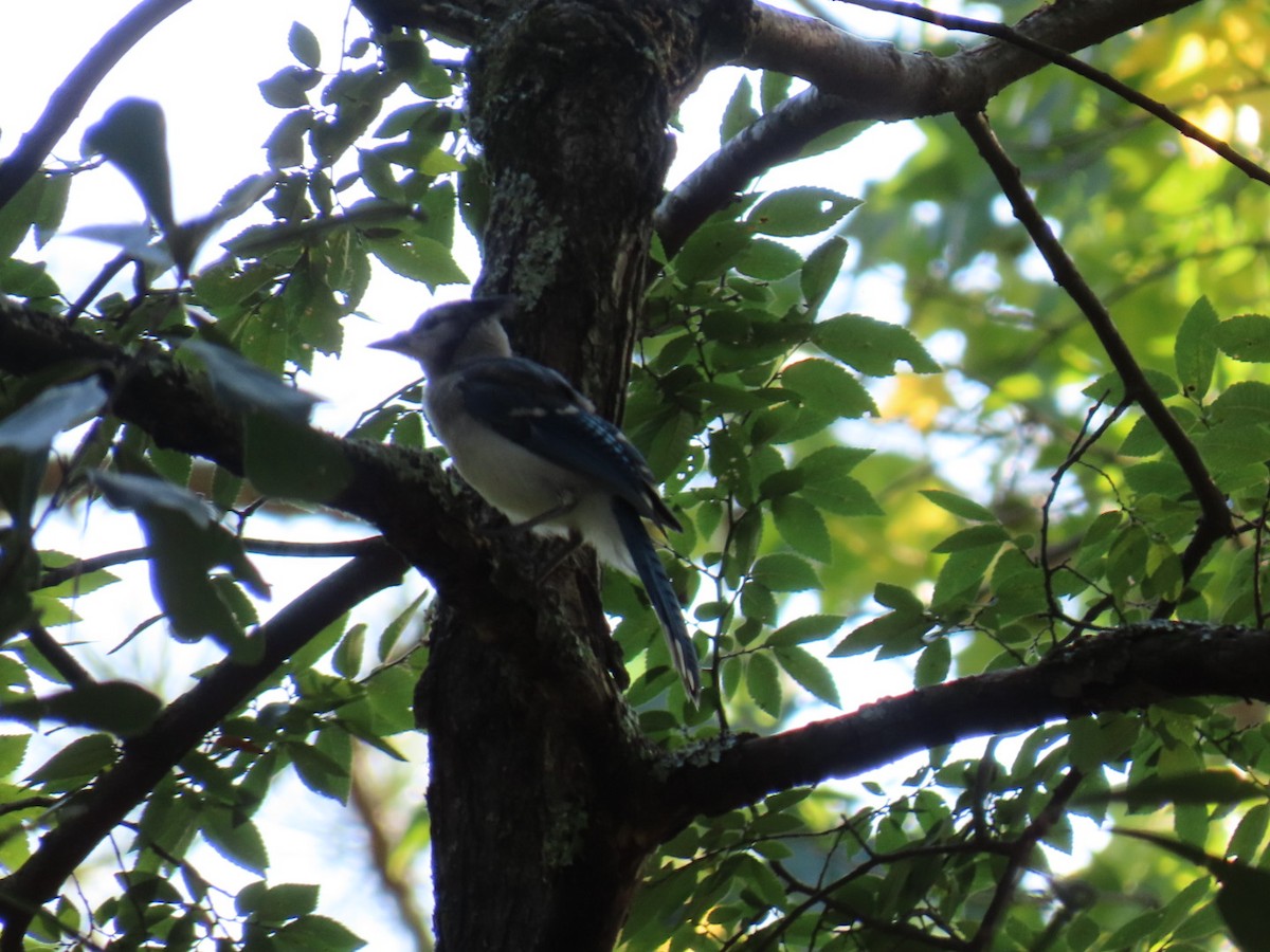 Blue Jay - ML647111819