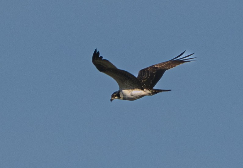 Osprey - ML647111820
