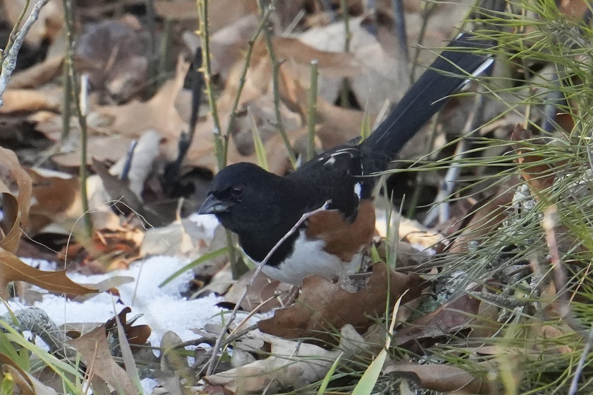 Eastern Towhee - ML647111822