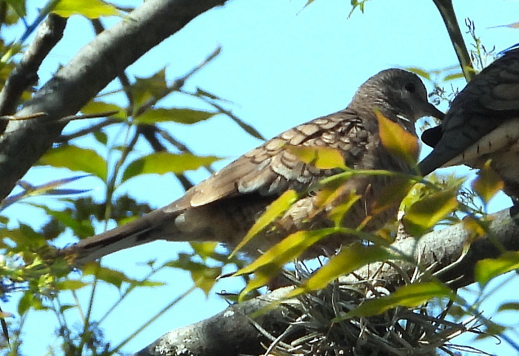 Inca Dove - ML647111823