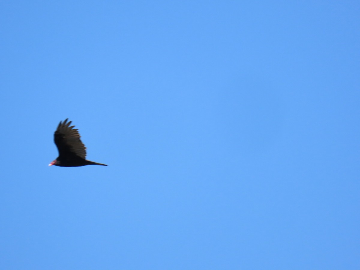 Turkey Vulture - ML647111824