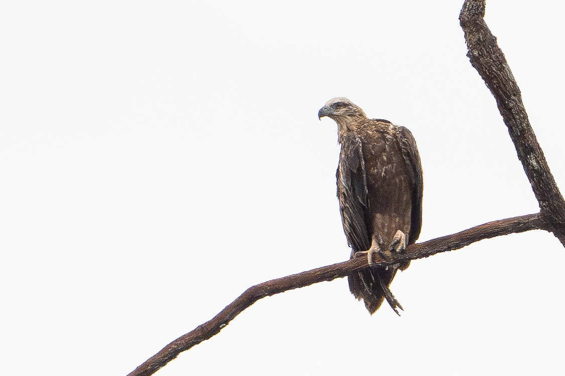 orel bělobřichý - ML647111826