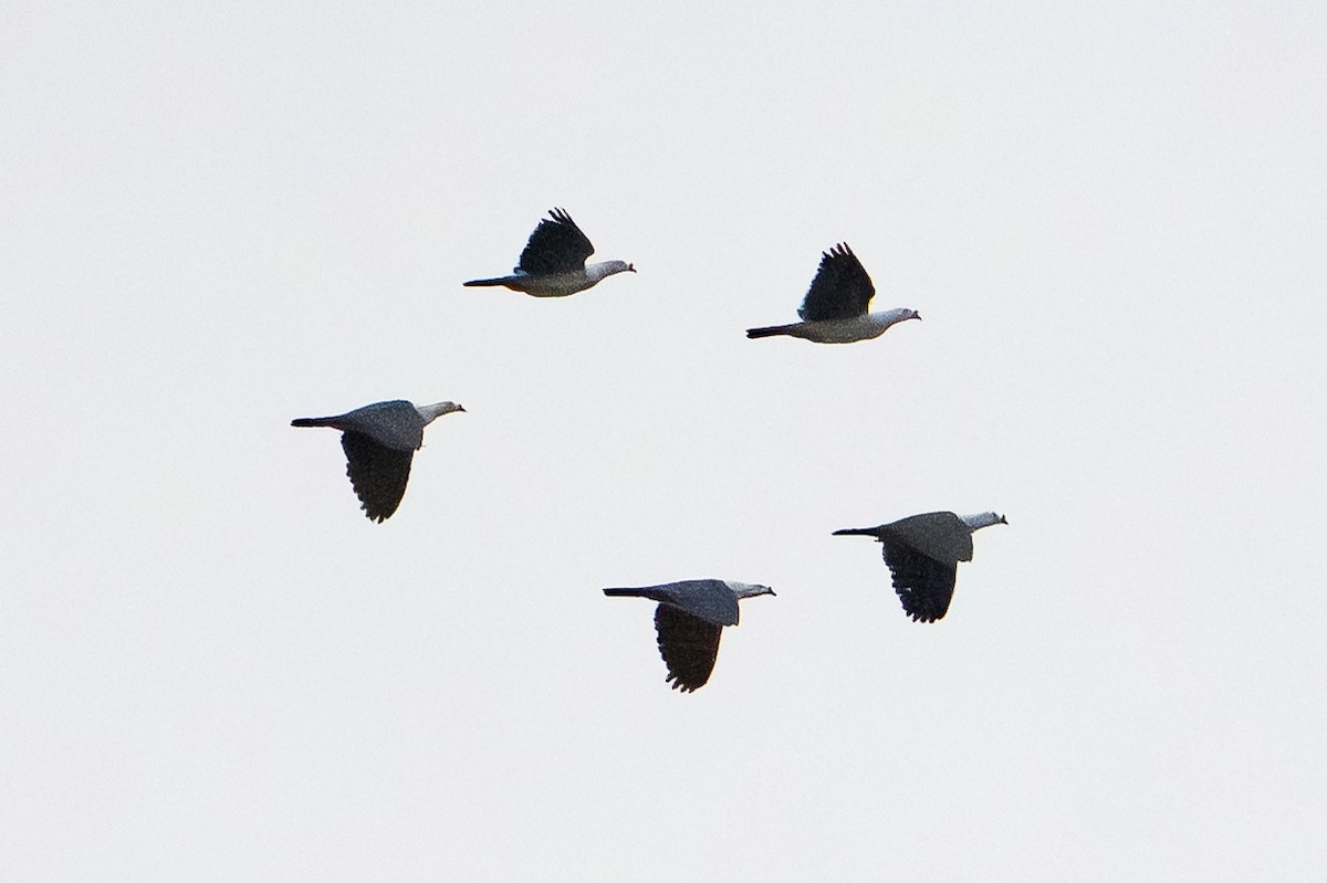 Пінон смарагдовий - ML647111834