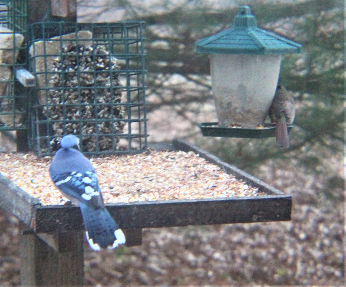 Northern Cardinal - ML647111836