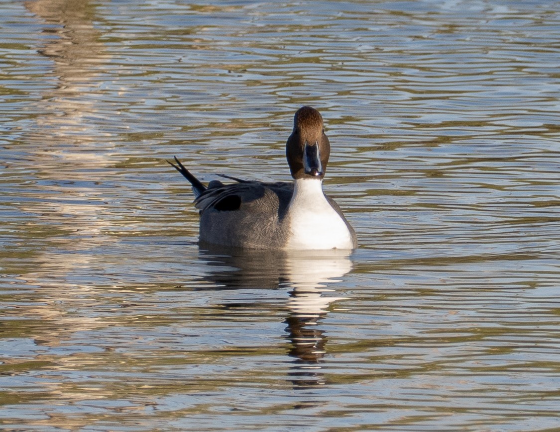 Spießente - ML647111840