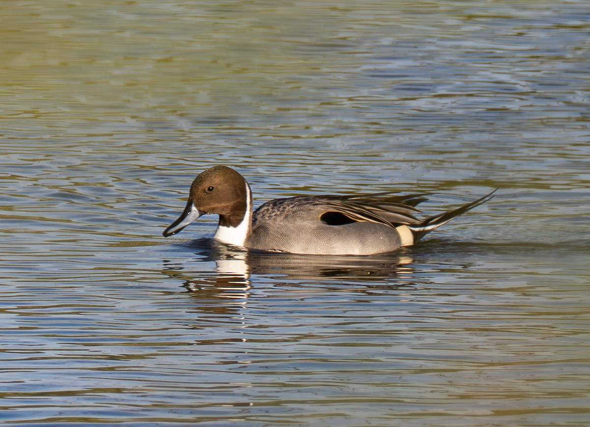 Spießente - ML647111841