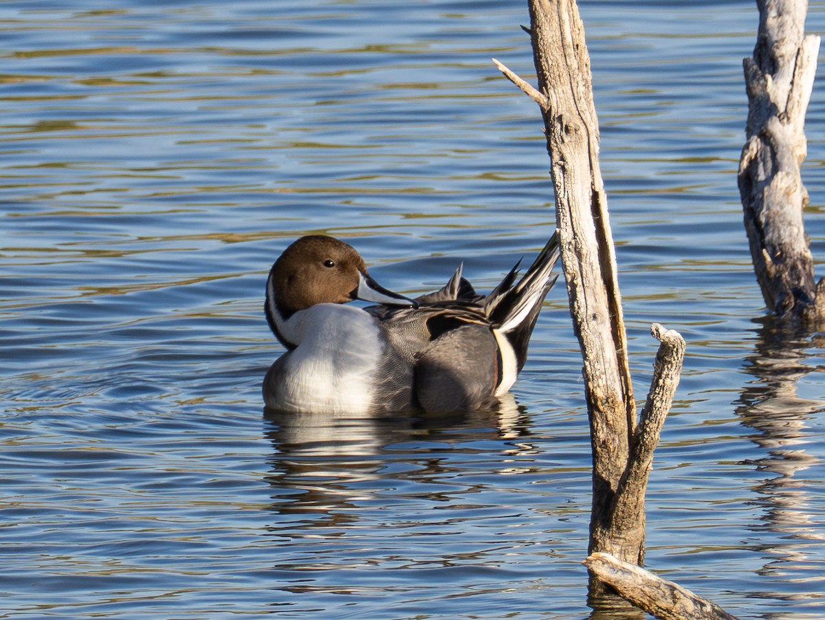 Spießente - ML647111842