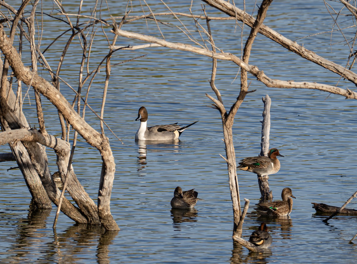 Spießente - ML647111843