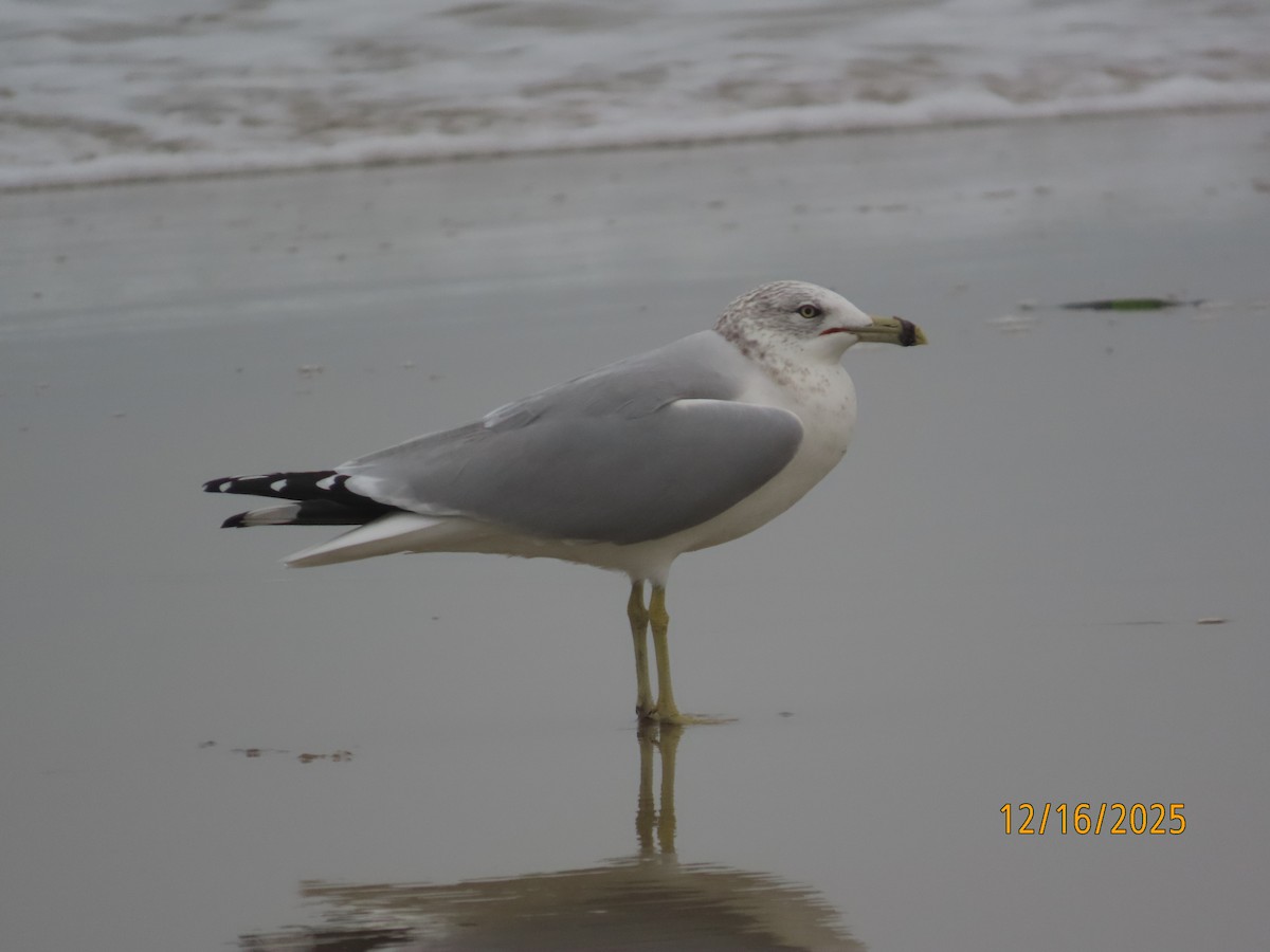 Halkalı Martı - ML647111844