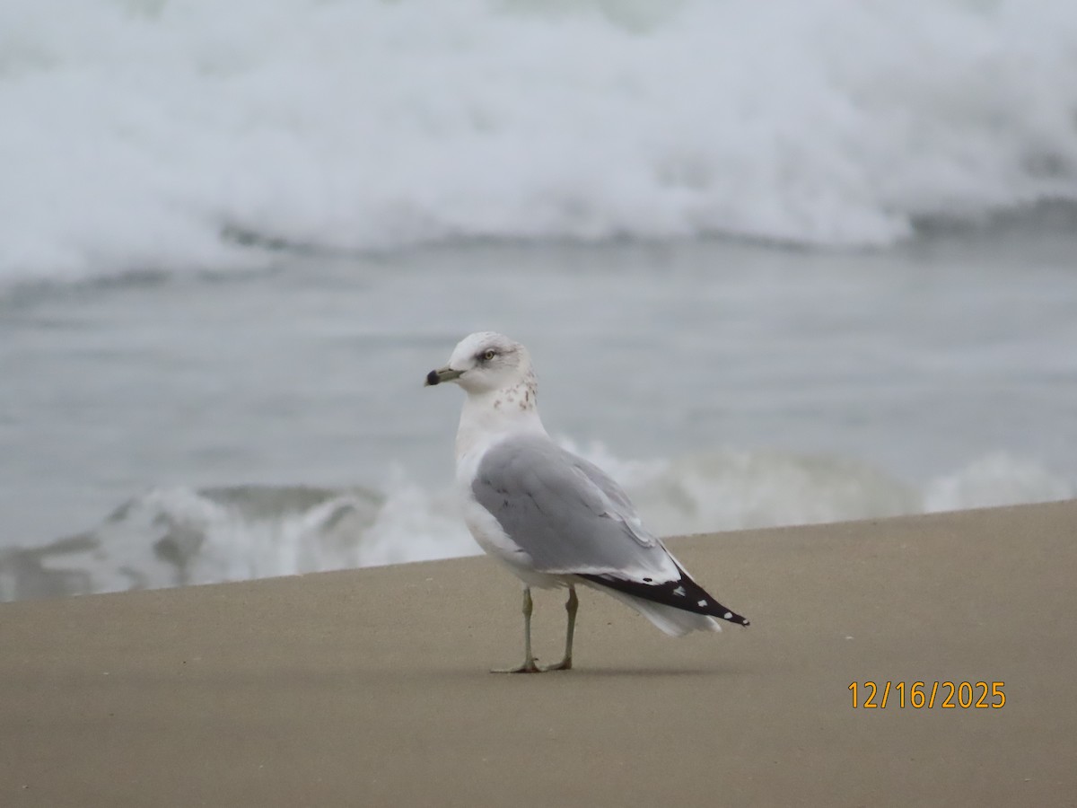 Halkalı Martı - ML647111845