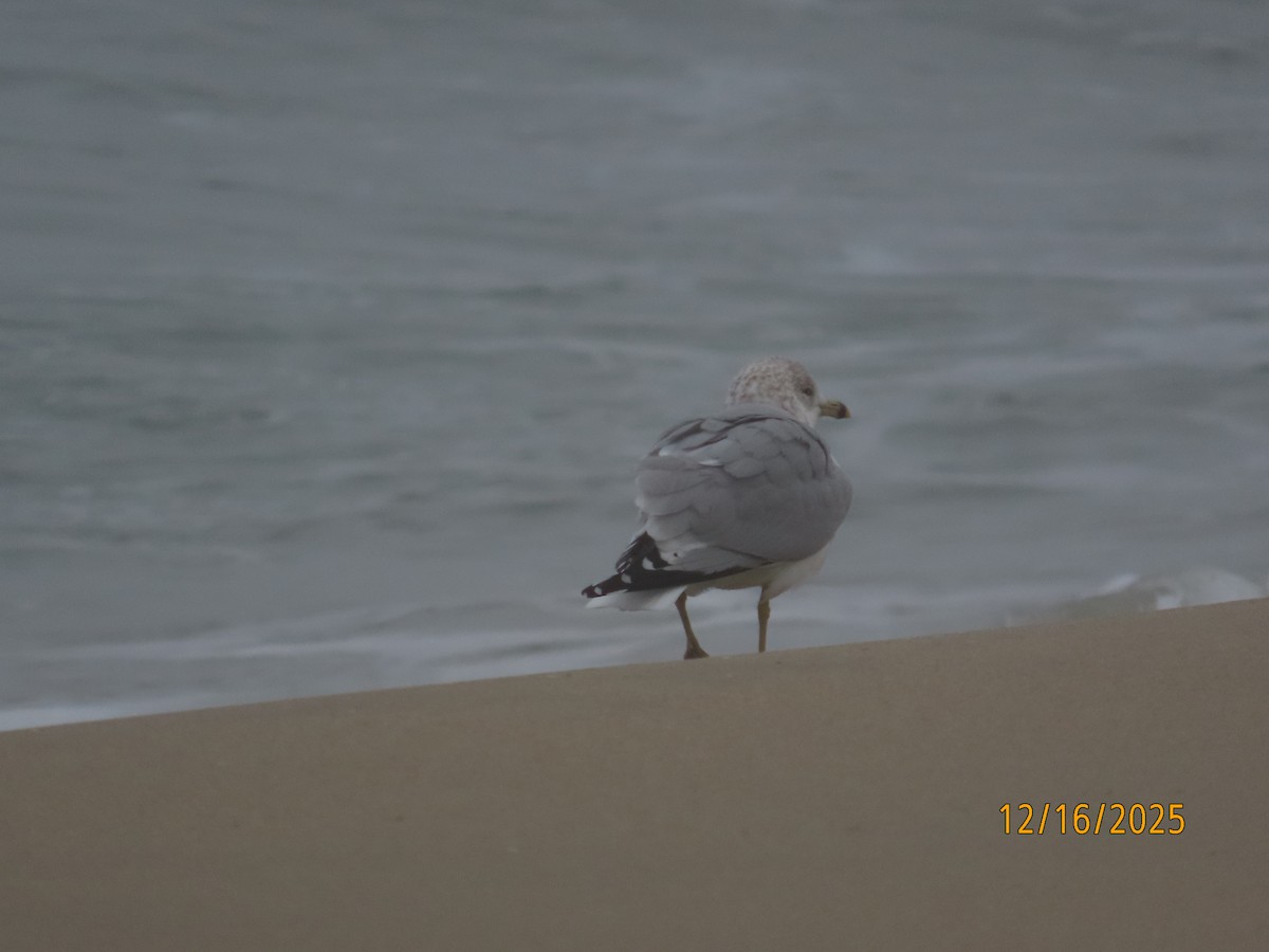 Halkalı Martı - ML647111846